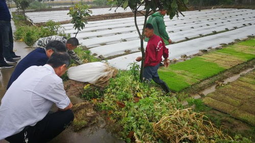 農(nóng)技服務(wù)送上門 信息技術(shù)守護(hù)糧袋子菜籃子